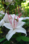  Sweet Azalea (Rhododendron Arborescens) - 1 Gallon Pot