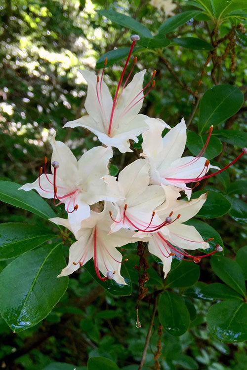  Sweet Azalea (Rhododendron Arborescens) - 1 Gallon Pot