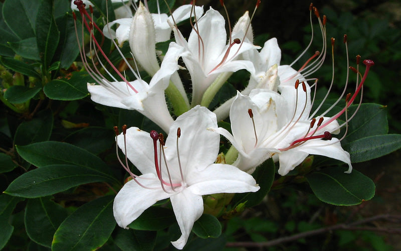  Sweet Azalea (Rhododendron Arborescens) - 1 Gallon Pot