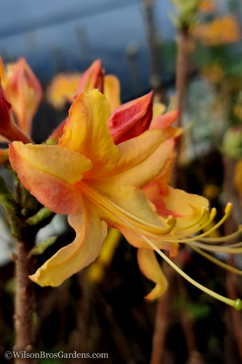  Tallulah Sunrise Native Azalea (Rhododendron) - 3 Gallon Pot