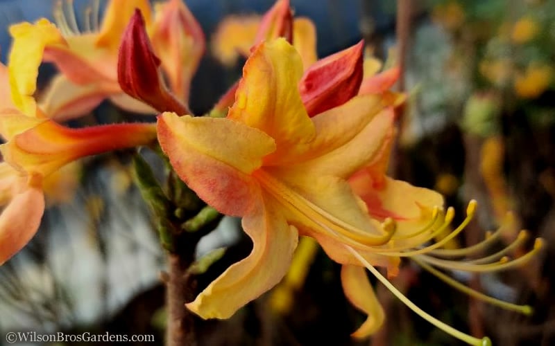  Tallulah Sunrise Native Azalea (Rhododendron) - 3 Gallon Pot