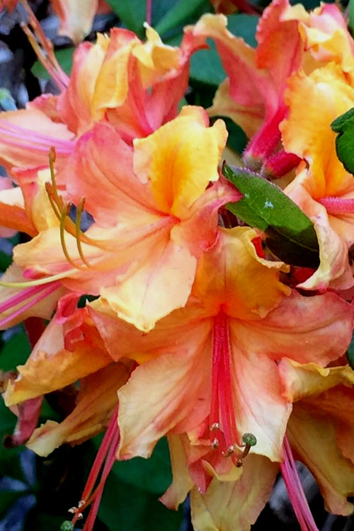  Tallulah Sunrise Native Azalea (Rhododendron) - 3 Gallon Pot
