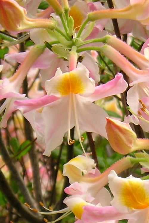  Touch Of Pink Aromi Azalea (Rhododendron Hybrid) - 3 Gallon Pot