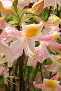  Touch Of Pink Aromi Azalea (Rhododendron Hybrid) - 3 Gallon Pot