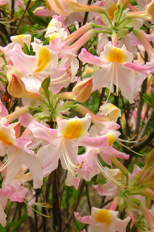  Touch Of Pink Aromi Azalea (Rhododendron Hybrid) - 3 Gallon Pot