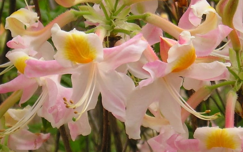  Touch Of Pink Aromi Azalea (Rhododendron Hybrid) - 3 Gallon Pot