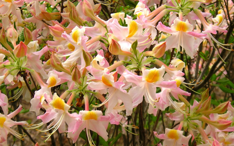  Touch Of Pink Aromi Azalea (Rhododendron Hybrid) - 3 Gallon Pot