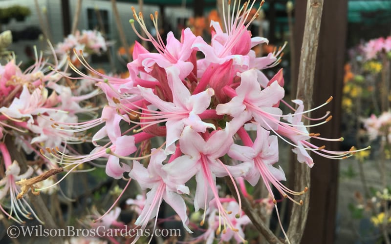  Varnadoes Phlox Pink Native Azalea - Rhododendron Canescens - 3 Gallon Pot