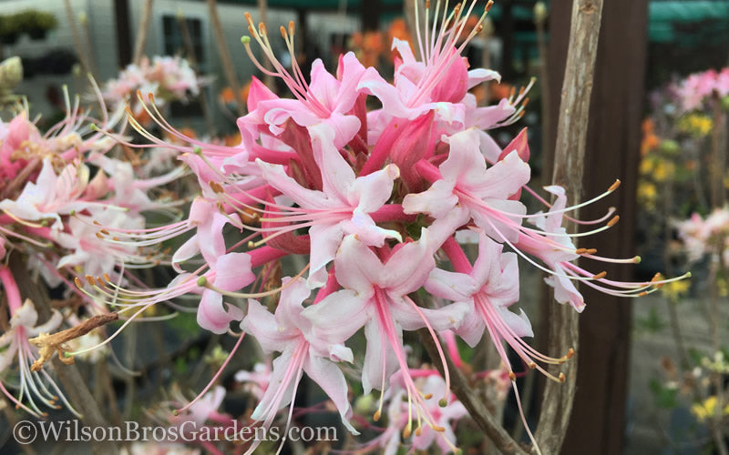  Varnadoes Phlox Pink Native Azalea - Rhododendron Canescens - 1 Gallon Pot