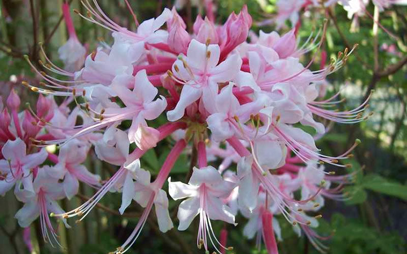  Varnadoes Phlox Pink Native Azalea - Rhododendron Canescens - 1 Gallon Pot