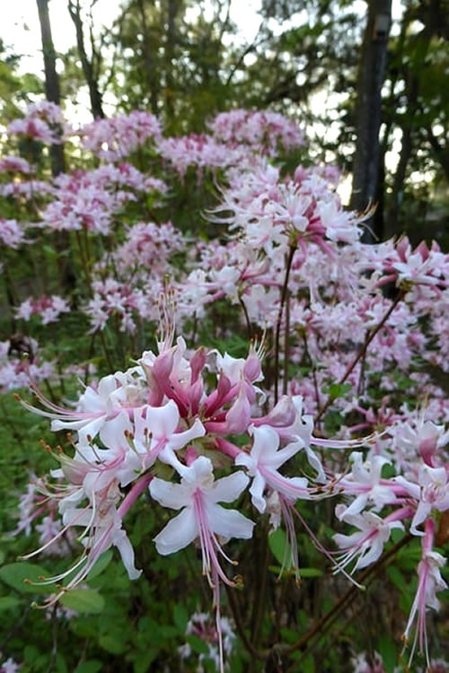  Varnadoes Phlox Pink Native Azalea - Rhododendron Canescens - 3 Gallon Pot
