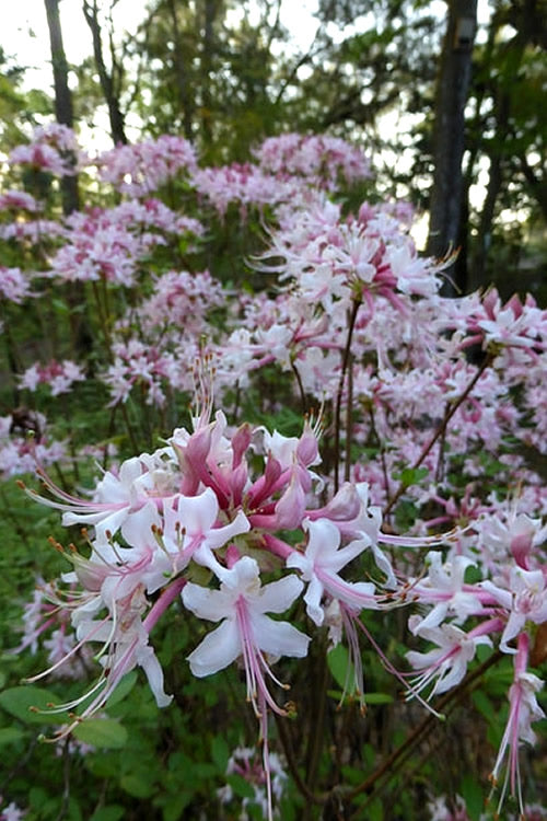  Varnadoes Phlox Pink Native Azalea - Rhododendron Canescens - 1 Gallon Pot