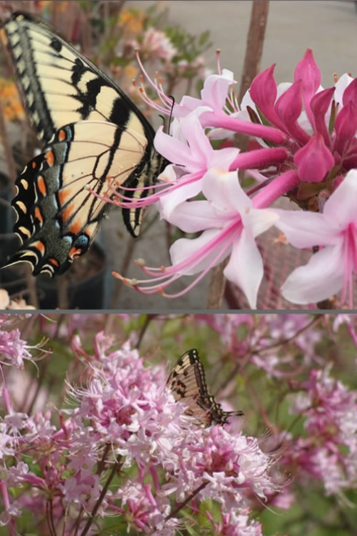 Varnadoes Phlox Pink Native Azalea - Rhododendron Canescens - 3 Gallon Pot