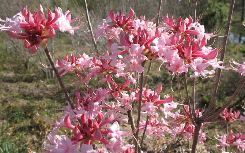  Varnadoes Phlox Pink Native Azalea - Rhododendron Canescens - 3 Gallon Pot