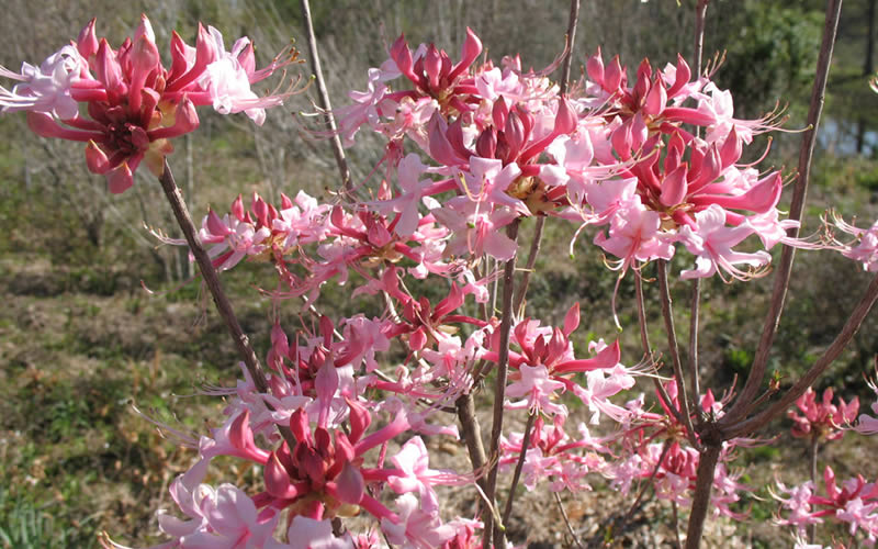  Varnadoes Phlox Pink Native Azalea - Rhododendron Canescens - 1 Gallon Pot