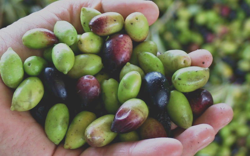  Arbequina Olive Tree - 3 Gallon Pot (5-6')