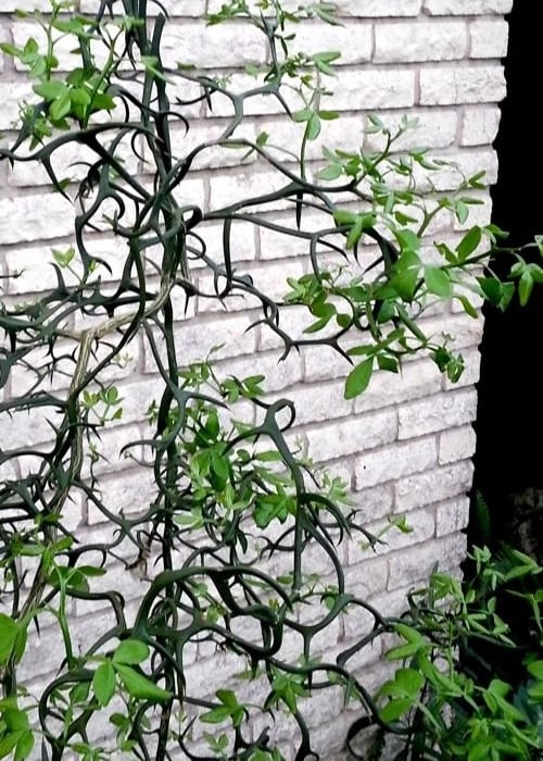  Flying Dragon Hardy Orange Tree - 3 Gallon Pot