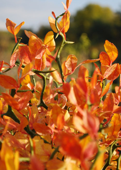  Flying Dragon Hardy Orange Tree - 7 Gallon Pot - SALE