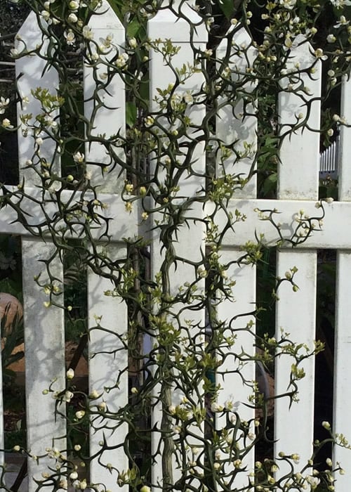  Flying Dragon Hardy Orange Tree - 3 Gallon Pot