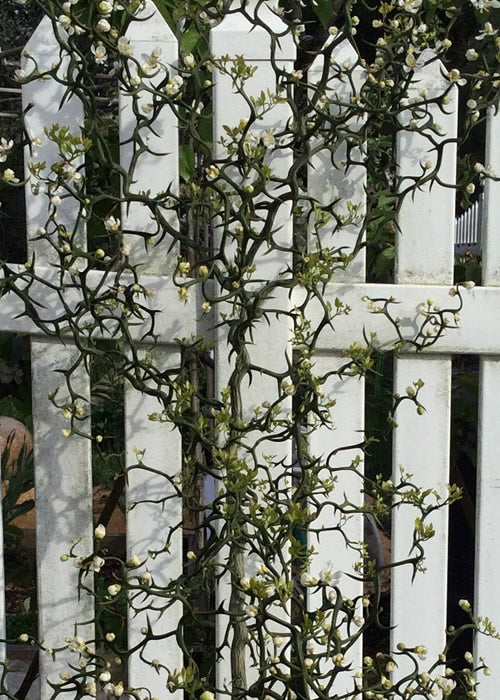  Flying Dragon Hardy Orange Tree - 3 Gallon Pot
