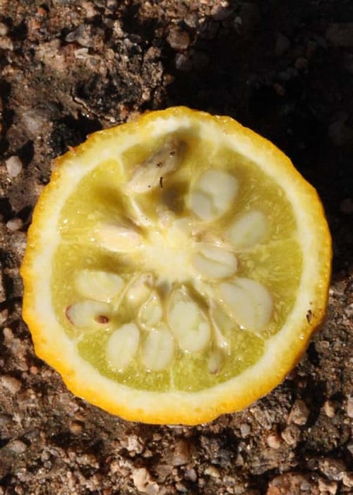  Flying Dragon Hardy Orange Tree - 3 Gallon Pot