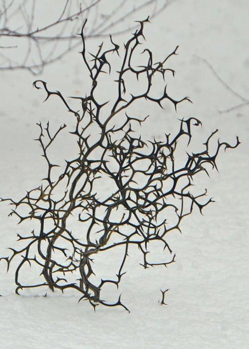 Flying Dragon Hardy Orange Tree - 3 Gallon Pot