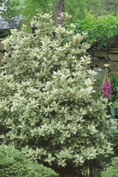  Goshiki Osmanthus (Variegated False Holly) - 5 Gallon Pot