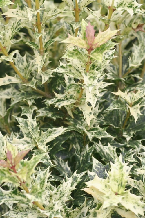  Goshiki Osmanthus (Variegated False Holly) - 1 Gallon Pot