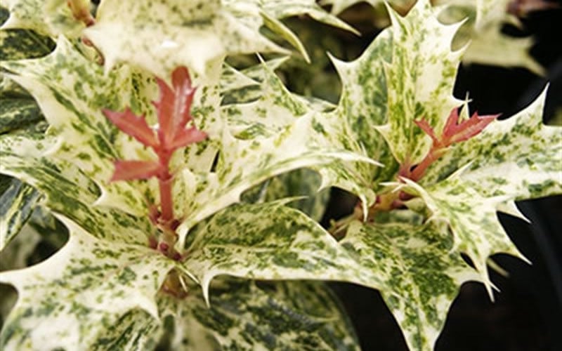  Goshiki Osmanthus (Variegated False Holly) - 2 Gallon Pot