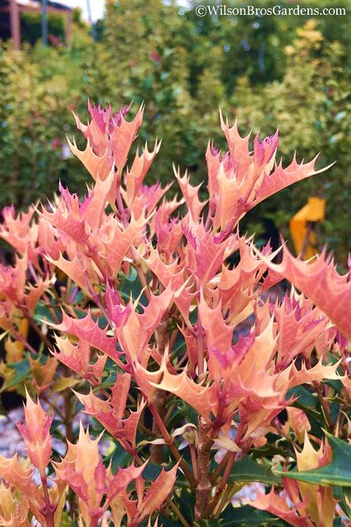  Party Lights Pink Flush Tea Olive - Osmanthus Heterophyllus - 7 Gallon Pot