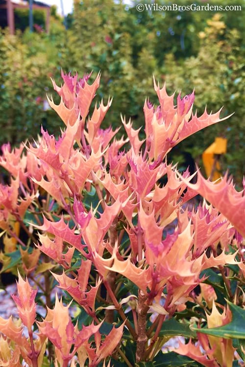  Party Lights Pink Flush Tea Olive - Osmanthus Heterophyllus - 5 Gallon Pot