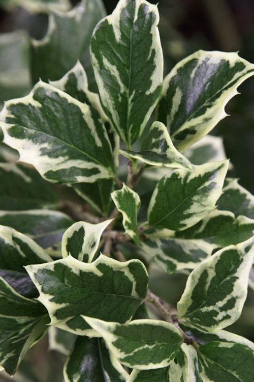  Fragrant Variegated Tea Olive (Osmanthus Heterophyllus 'Variegatus') - 3 Gallon Pot