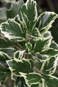  Fragrant Variegated Tea Olive - Osmanthus Heterophyllus 'Variegatus' - 3 Gallon Pot