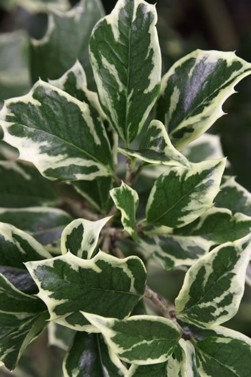 Fragrant Variegated Tea Olive - Osmanthus Heterophyllus 'Variegatus' - 3 Gallon Pot