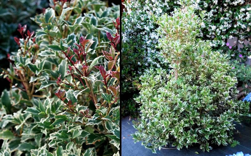  Fragrant Variegated Tea Olive - Osmanthus Heterophyllus 'Variegatus' - 3 Gallon Pot