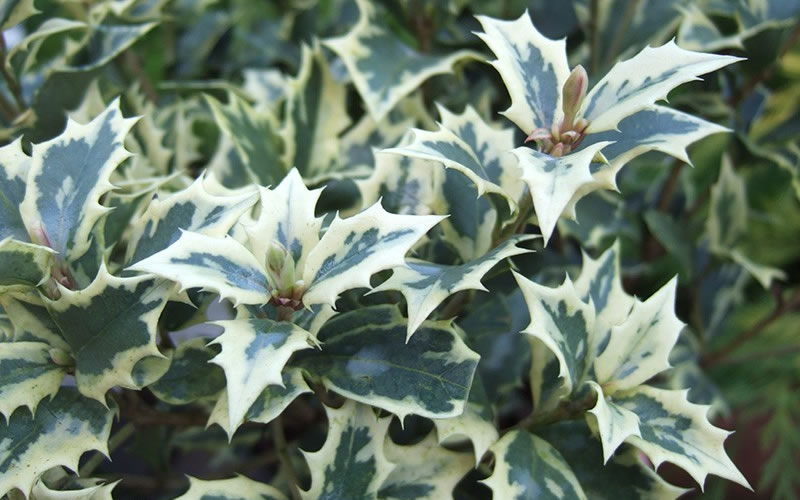 Fragrant Variegated Tea Olive (Osmanthus Heterophyllus 'Variegatus') - 3 Gallon Pot
