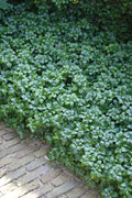  Green Carpet Pachysandra - Japanese Spurge - 18 Count Flat Of Pint Pots