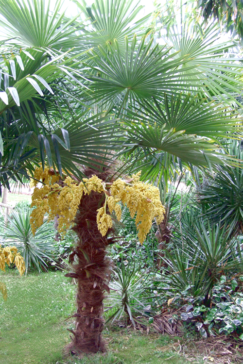  Windmill Cold Hardy Palm Tree - 1 Gallon Pot
