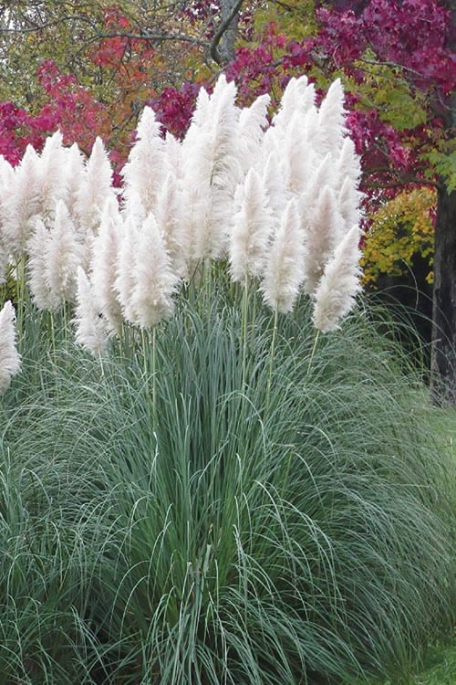  White Pampas Grass - 3 Gallon Pot