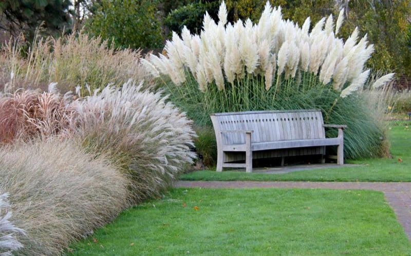  White Pampas Grass - 3 Gallon Pot