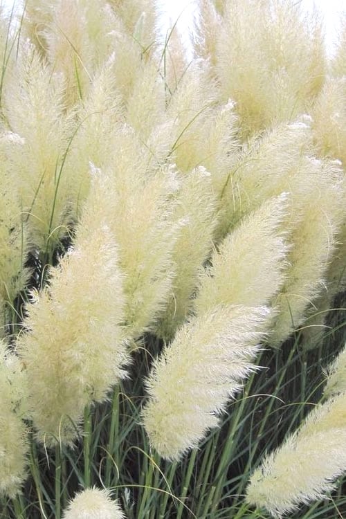  White Pampas Grass - 3 Gallon Pot