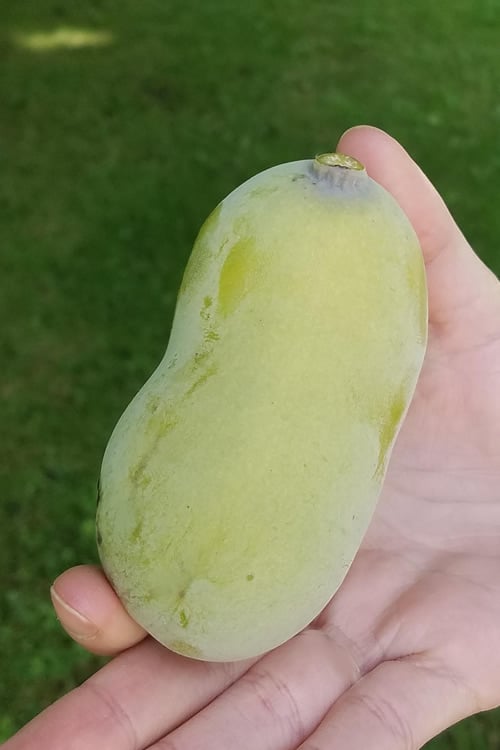 Paw Paw Tree - Asimina Triloba - 2 Gallon Pot