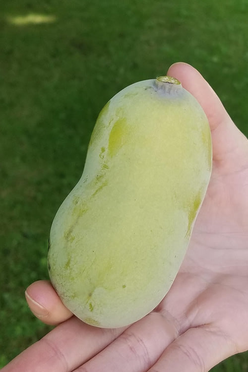  Paw Paw Tree - Asimina Triloba - 7 Gallon Pot (4-5')