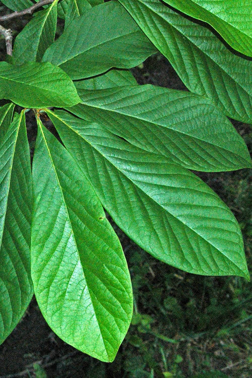  Paw Paw Tree - Asimina Triloba - 7 Gallon Pot (4-5')