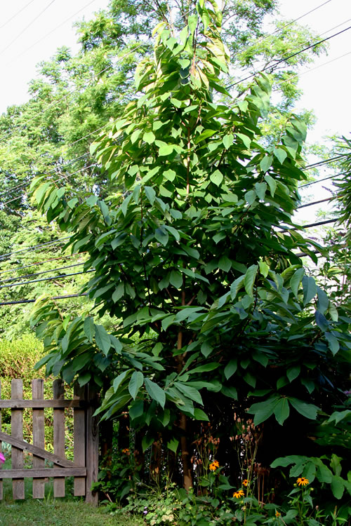  Paw Paw Tree - Asimina Triloba - 7 Gallon Pot (4-5')