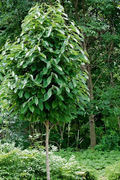  Paw Paw Tree - Asimina Triloba - 2 Gallon Pot
