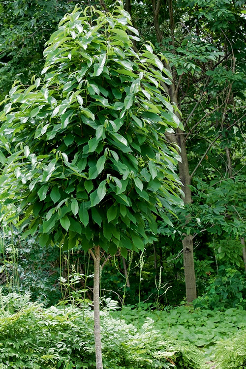  Paw Paw Tree - Asimina Triloba - 1 Gallon Pot