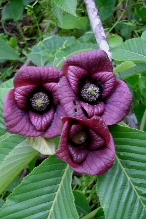  Paw Paw Tree - Asimina Triloba - 7 Gallon Pot (3-4')