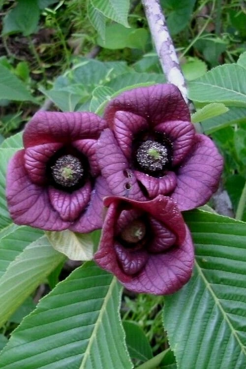  Paw Paw Tree - Asimina Triloba - 2 Gallon Pot