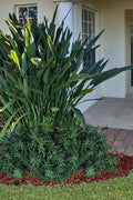  Pringles Dwarf Podocarpus Yew - 6 Pack Of 1 Gallon Pots